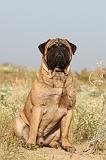 BULLMASTIFF 186